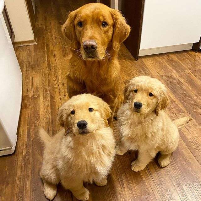 Golden Retriever Puppies Home