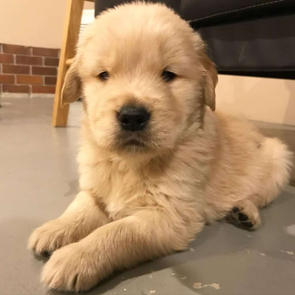 golden retriever puppies