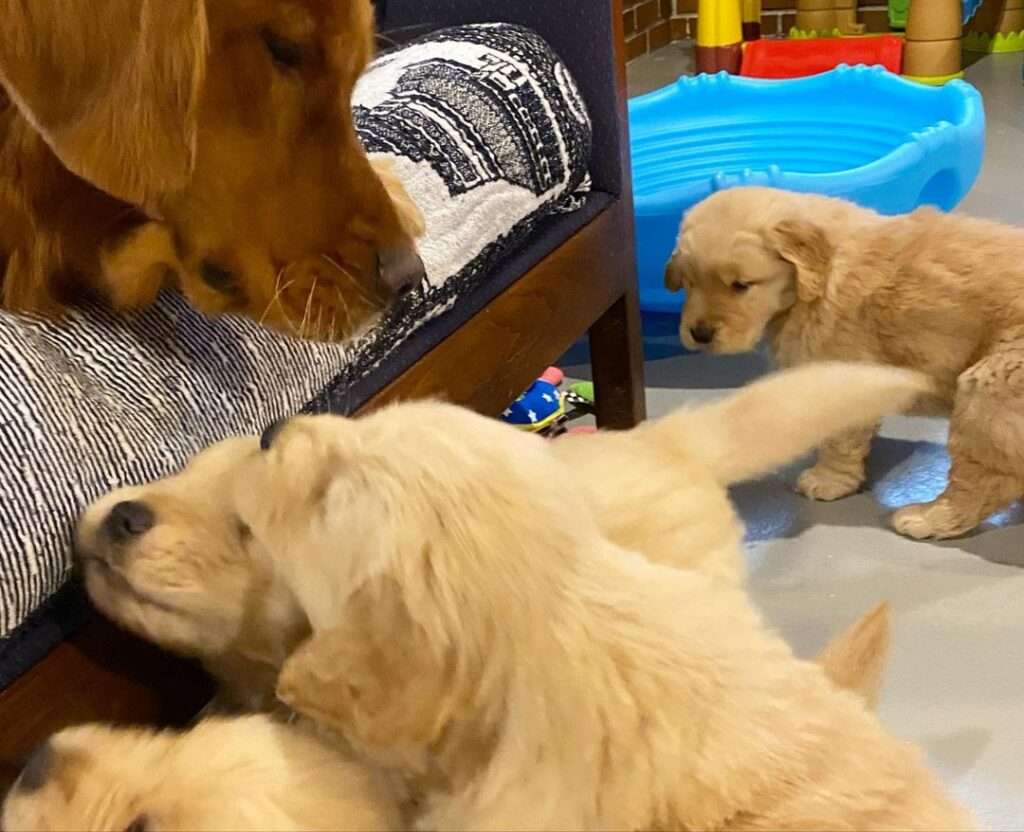 Puppies For Sale