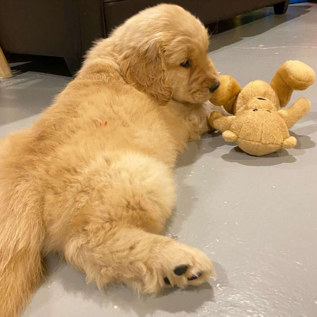 Golden Retriever puppies for sale