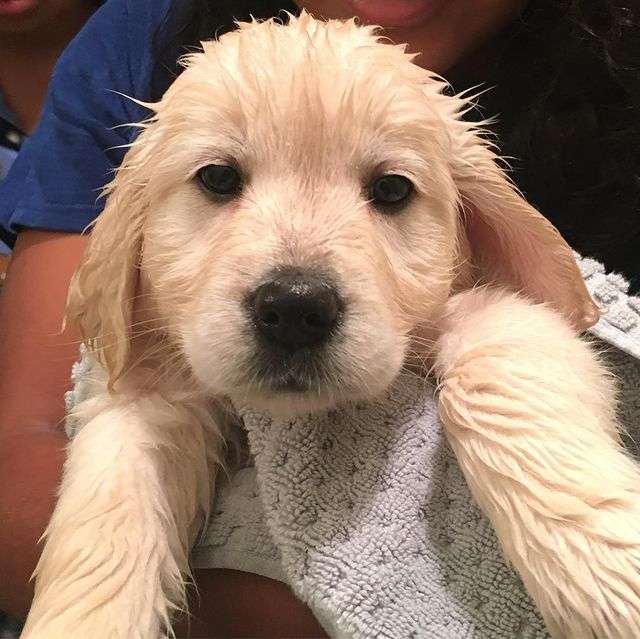 Golden retriever rescue