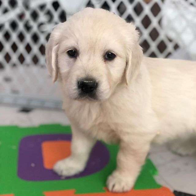 Dog Price Golden Retriever
