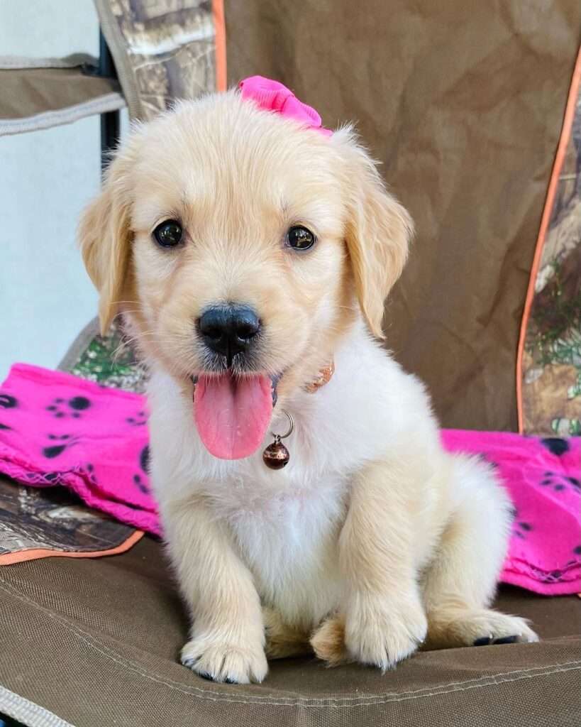English Cream Retriever Puppy