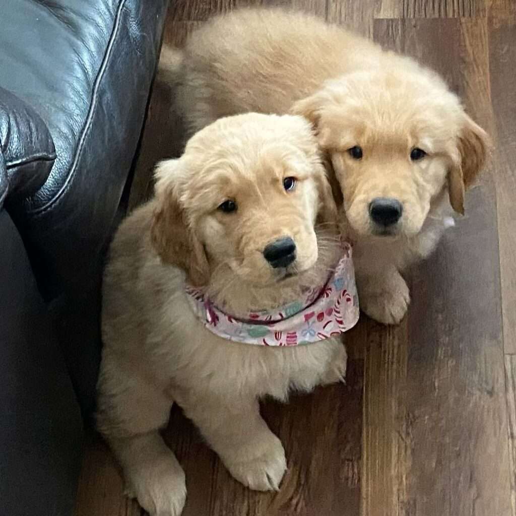Golden Retriever Breeders For Sale