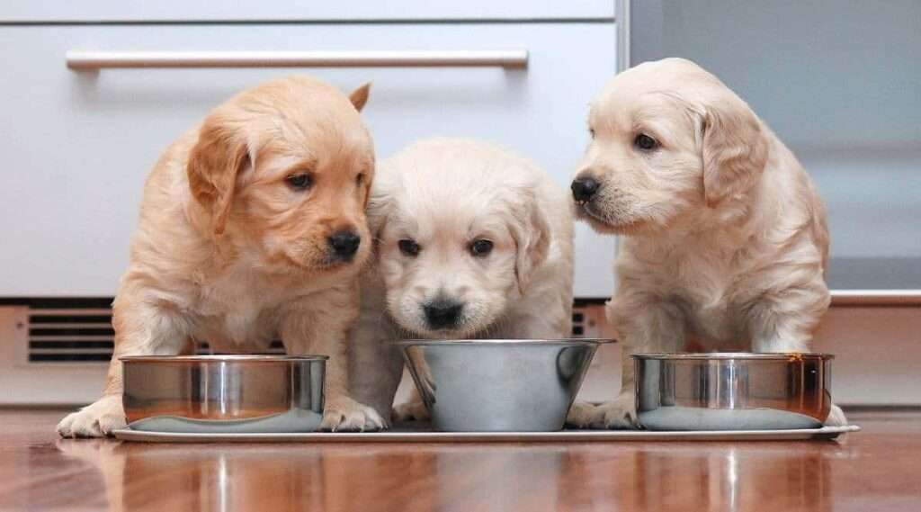 Golden Retriever Puppy Food