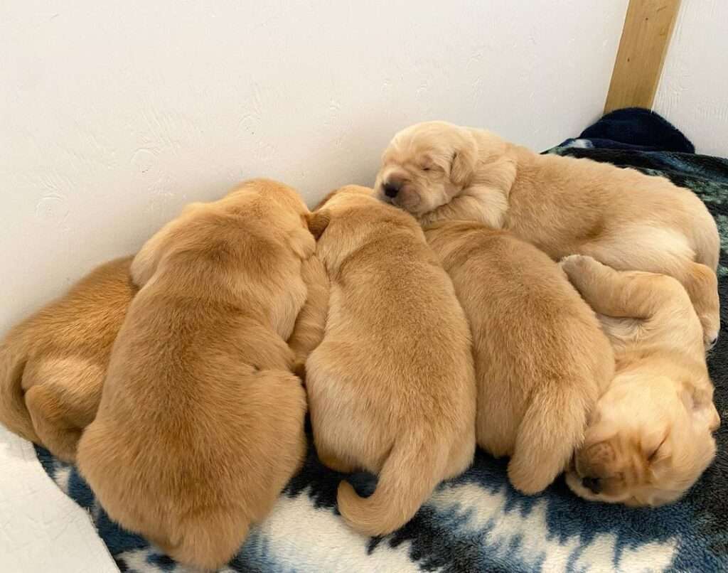 Premium Golden Retrievers Home