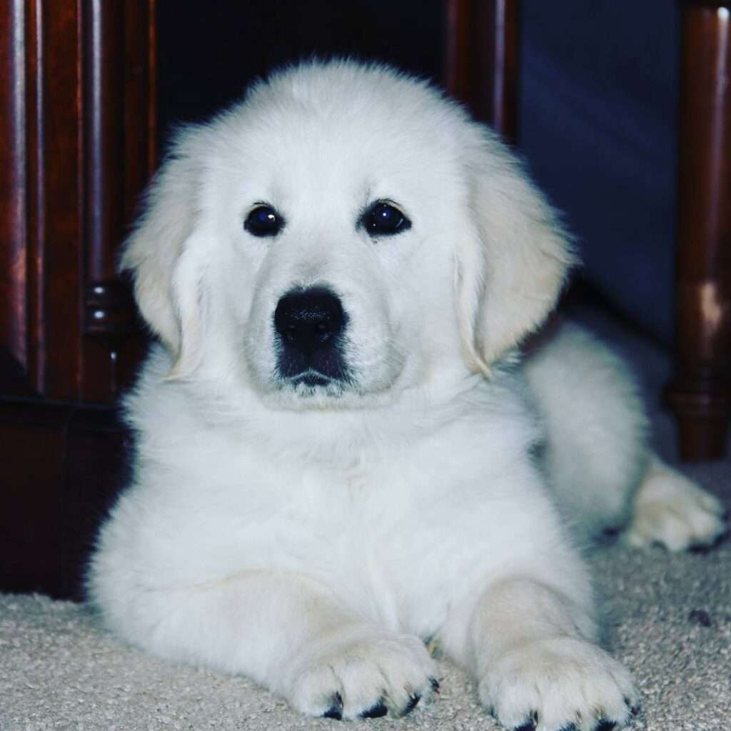 Give a Pup a Home