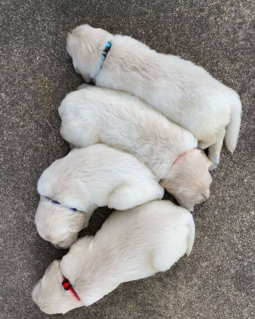 Dog Training Near Me