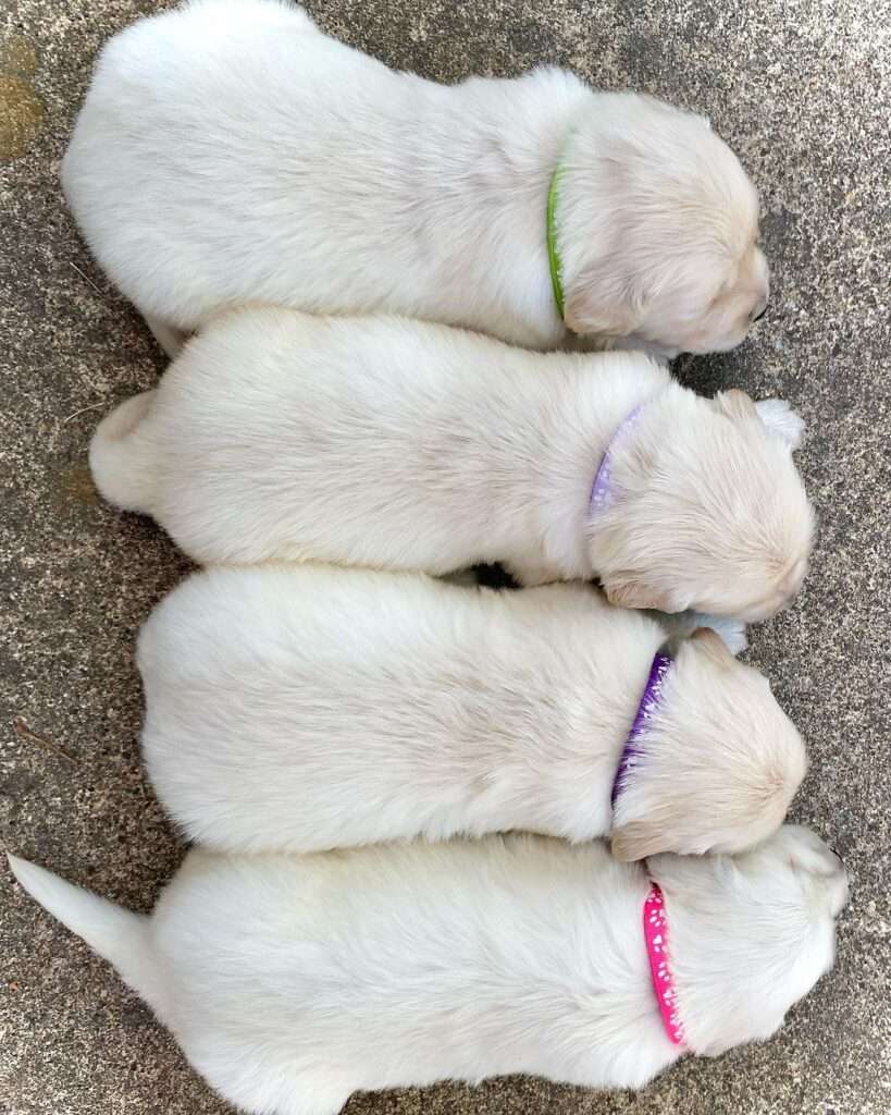 Adopt golden retriever puppies