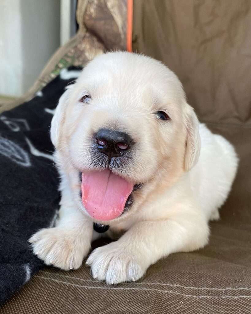 Golden Retriever Breeders