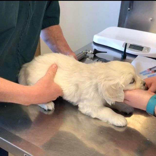 Golden Retriever Vaccinations