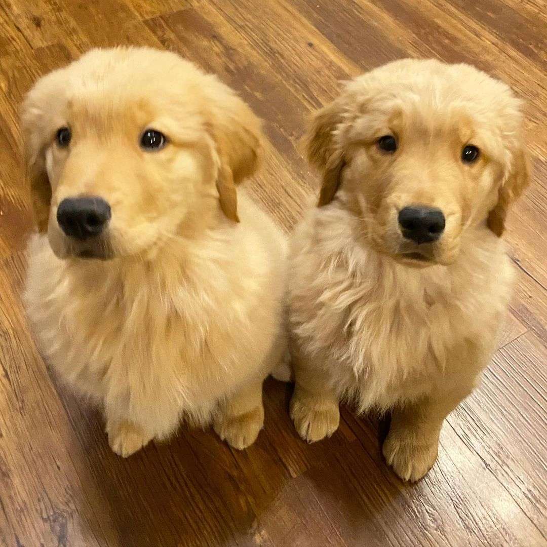 Brown golden retriever - Adorable brown golden retriever 1