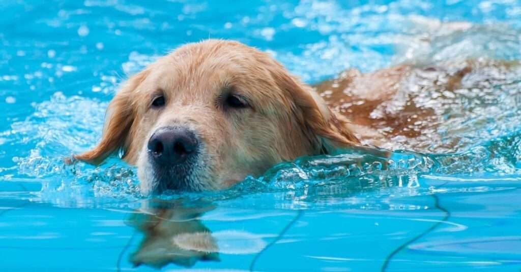 Do-Golden-Retrievers-Like-Water-?