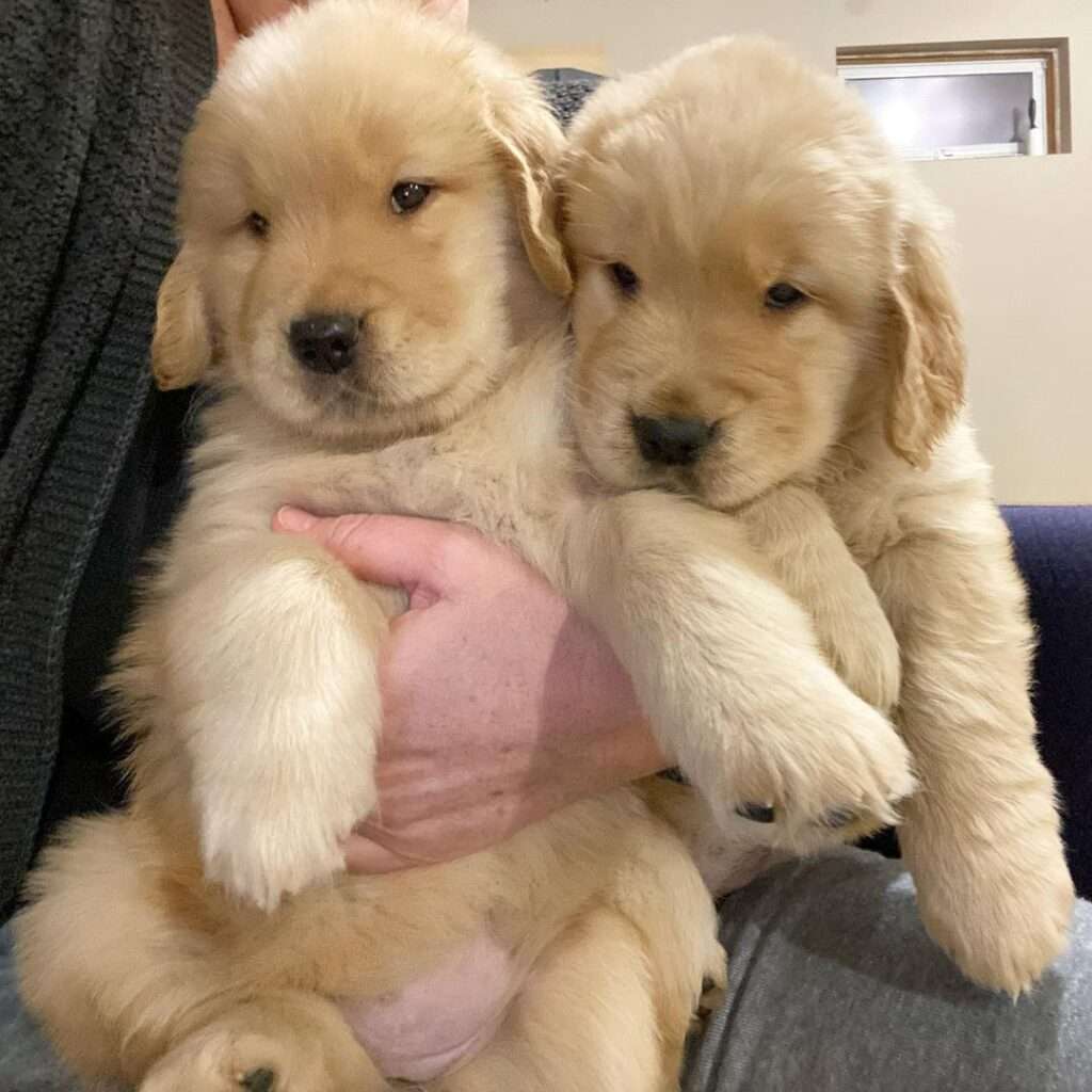 Dog Breeders