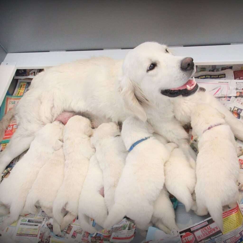 English Cream Golden Retriever For Sale