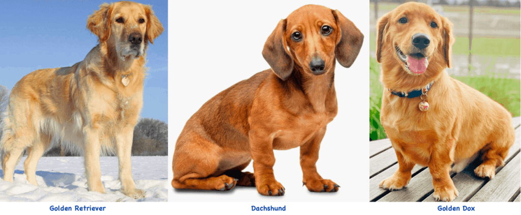 Golden Retriever And Dachshund