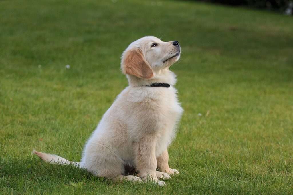 Golden Retriever Dog
