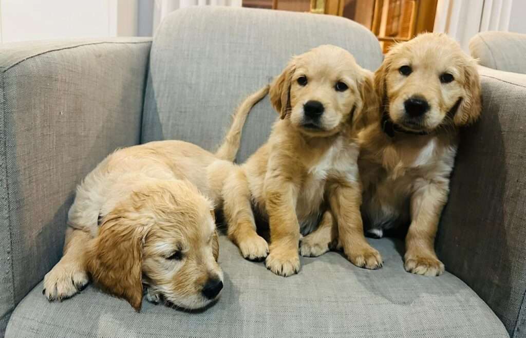 Purebred Golden Retriever Puppies