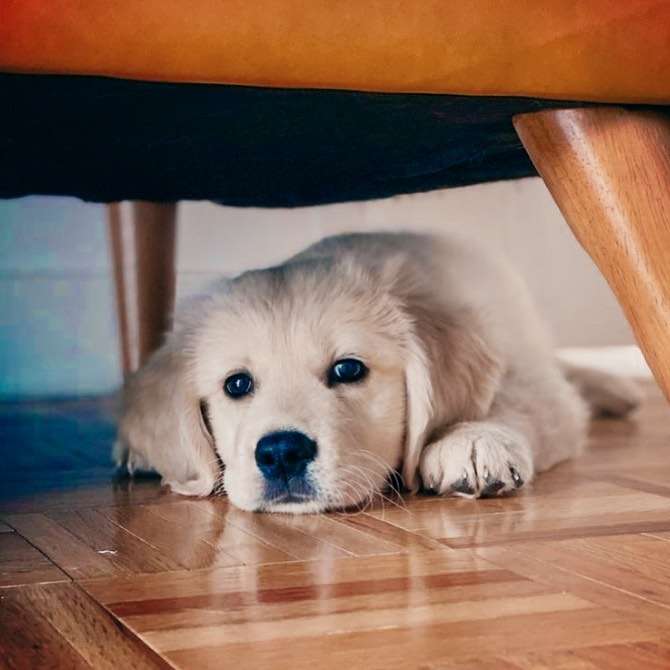 Short Haired Golden Retriever