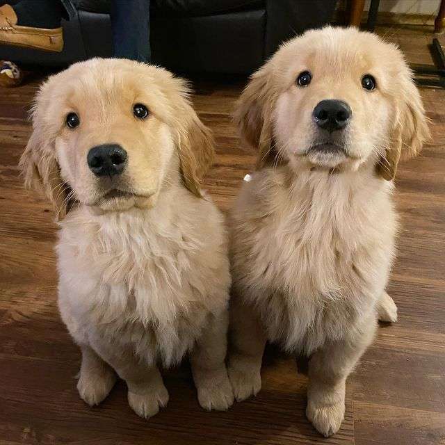 Where Can I Purchase A Dog
