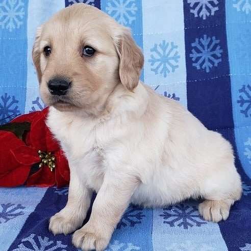 female golden retriever