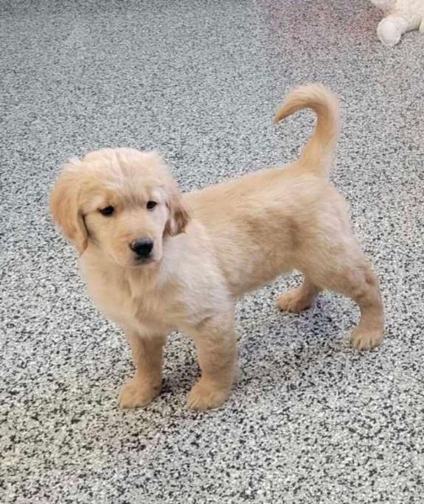 small golden retriever