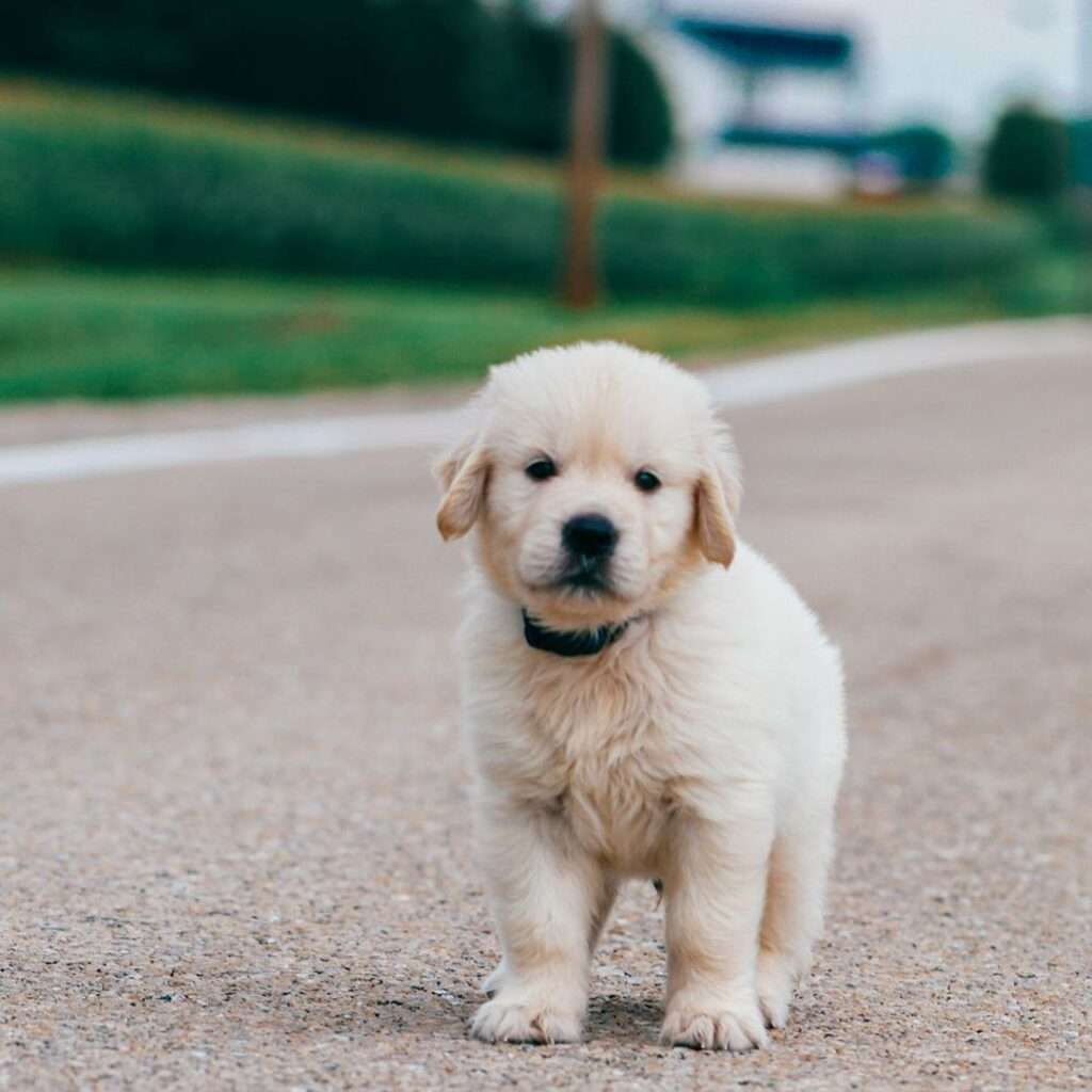 8 Week Golden Retriever