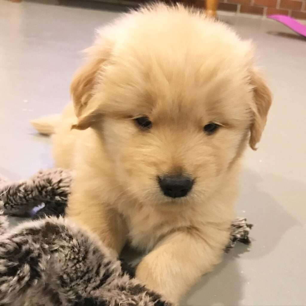Adoption Puppies