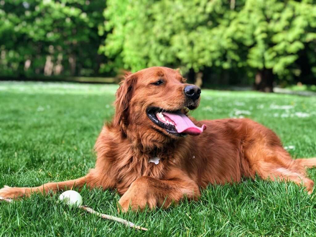 American Golden Retriever