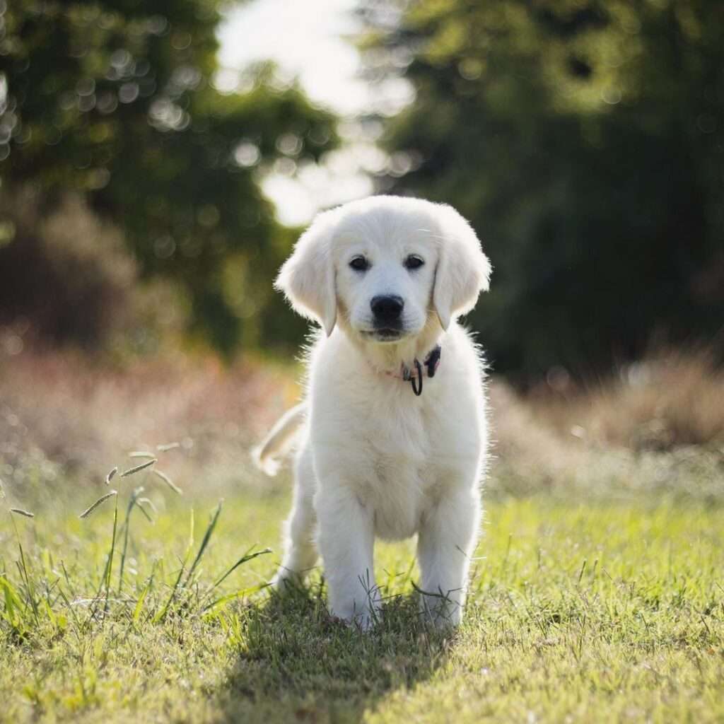 Are white Golden Retrievers healthy