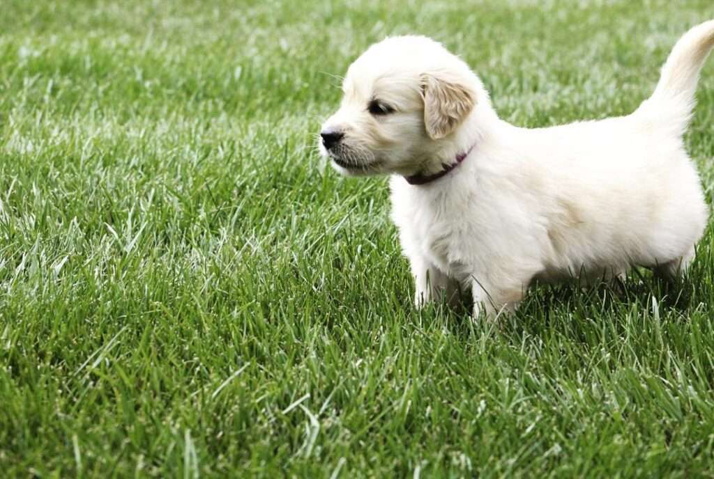 Average Cost Of A Golden Retriever