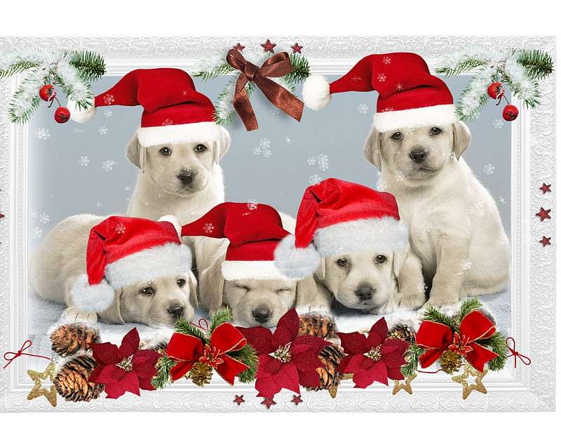 Best Puppies For Christmas Gift