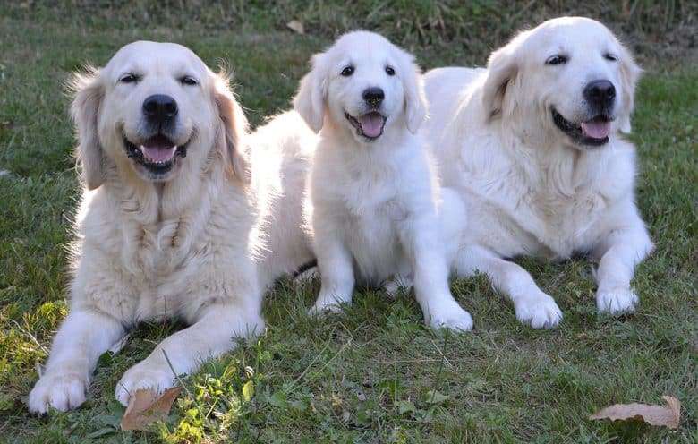 British Cream Golden Retriever