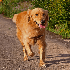 Brown Golden Retriever Dog