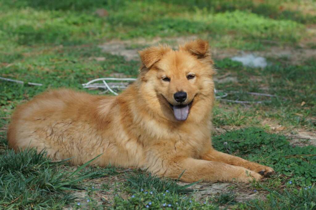 Brown Golden Retriever Mix