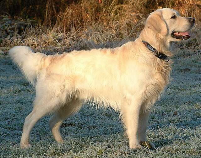 Canadian Golden Retriever - 1st Best Golden retriever Dog