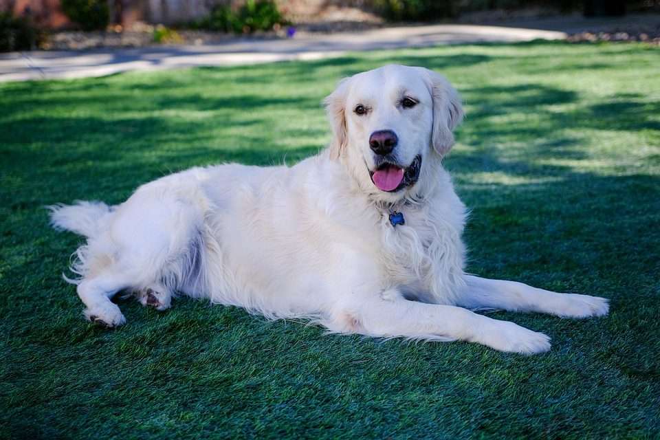 Cream Golden Retrievers