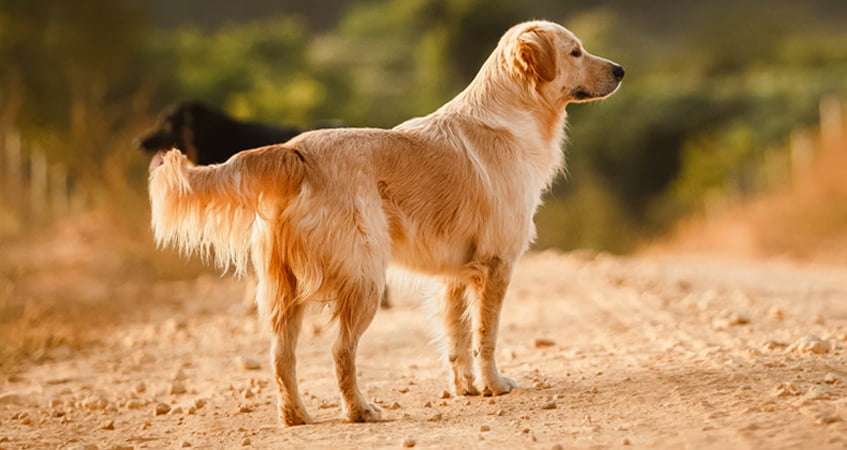 Dark Golden Retriever