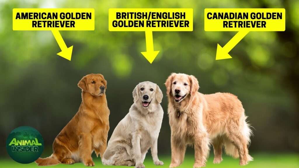 Different Colours Of Golden Retrievers