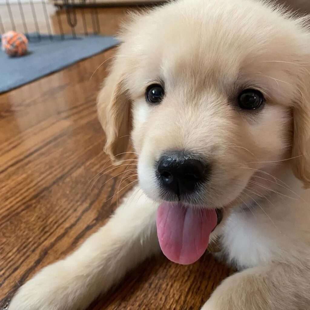 Dogs For Sale