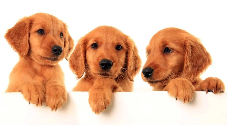 GOLDEN RETRIEVER PUPPIES HOME