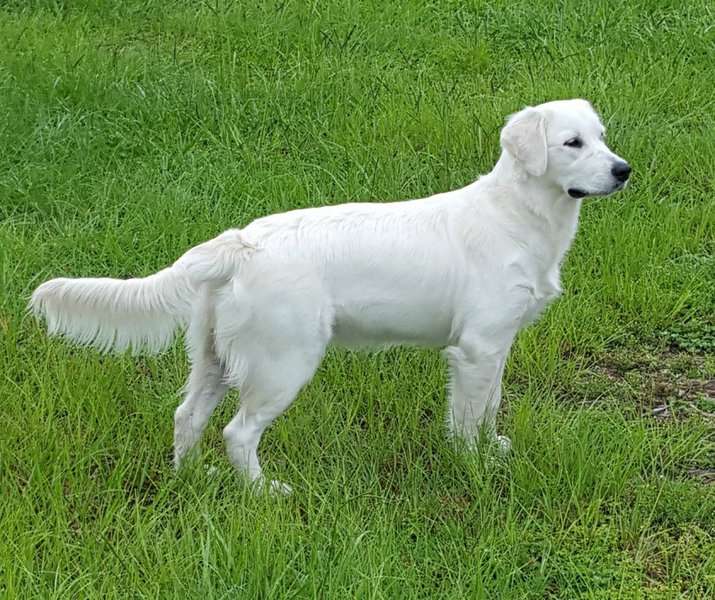 Golden English Cream