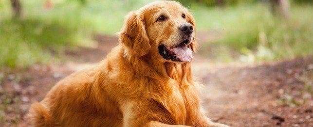 Golden Retriever Guard Dog