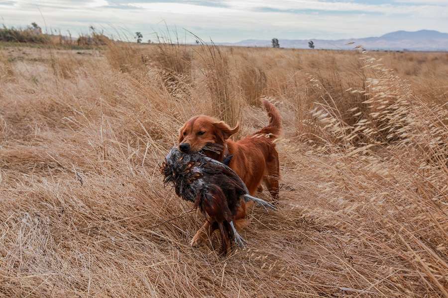 Golden Retriever Hunting Dog