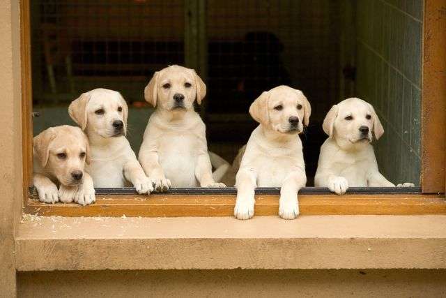 Golden Retriever Puppies