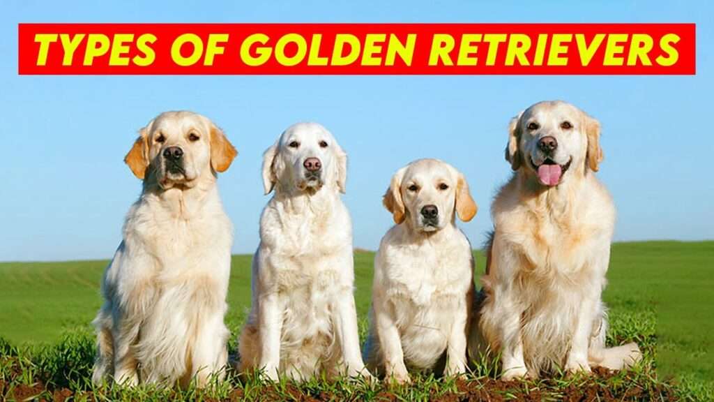 Golden Retriever Types
