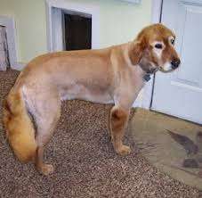 Hairless Golden Retriever