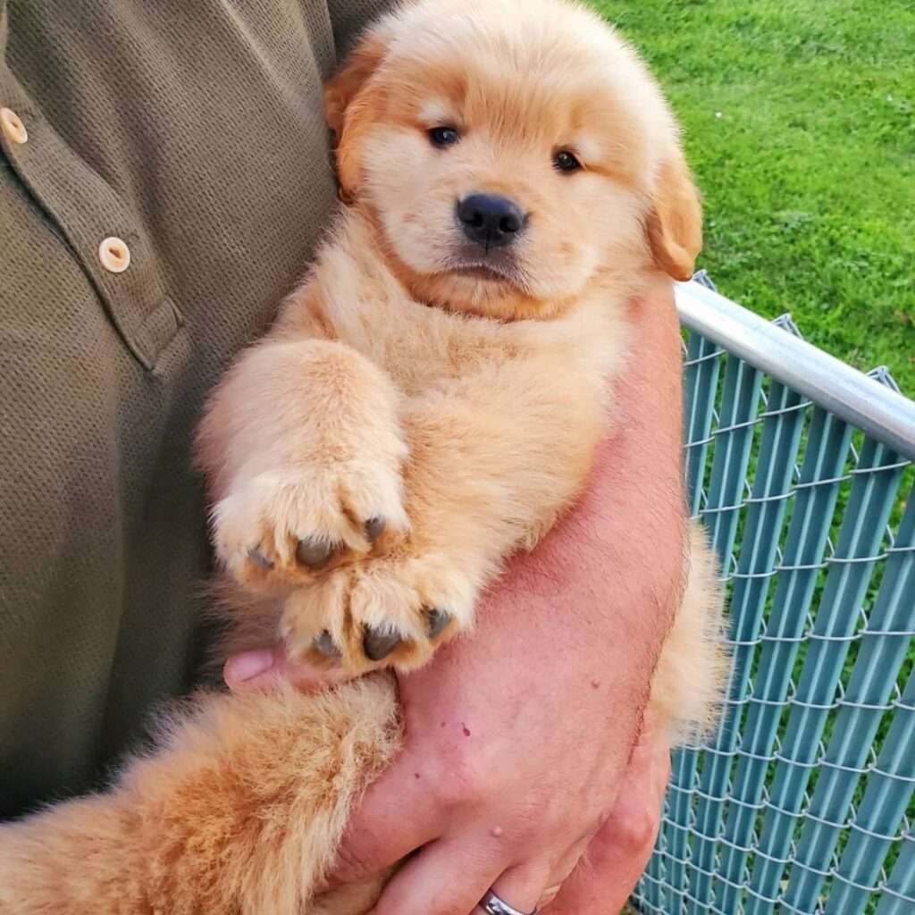How Long Until A Puppy Loves You