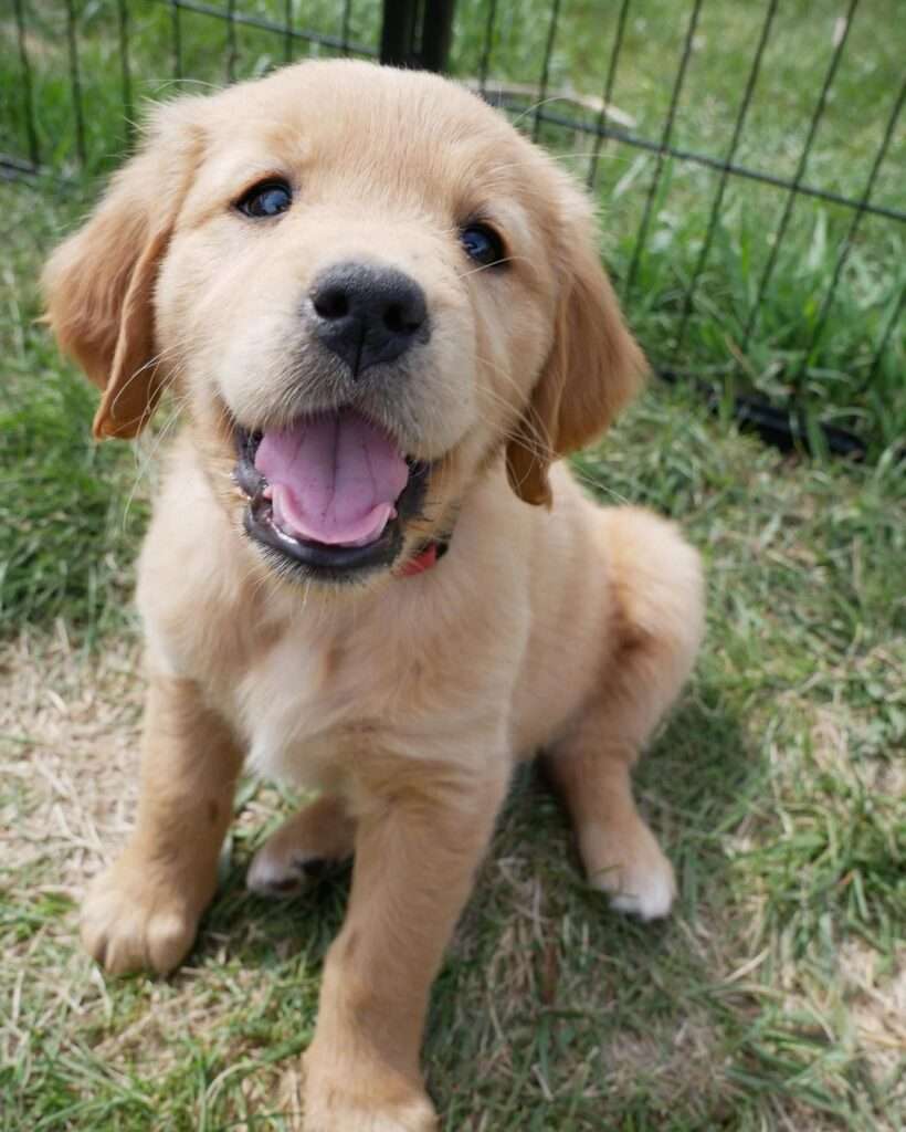 How To Buy A Puppy