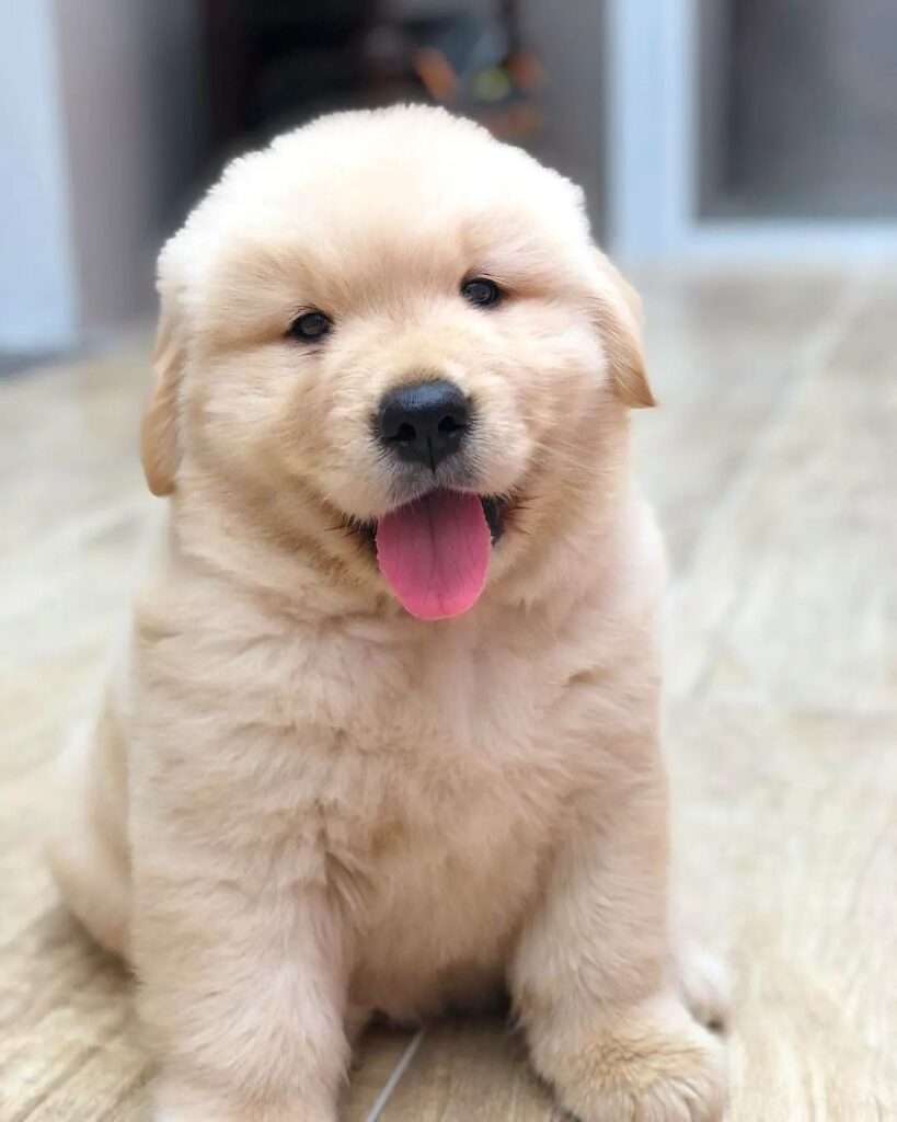 Is Golden Retriever friendly